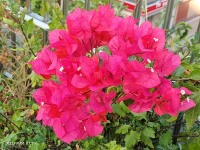 扁担悬梁育出好家风