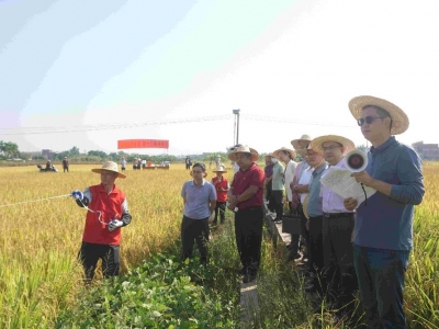 梅州市开展农产量抽样调查晚稻实割实测观摩会
