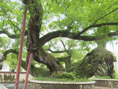 保护生态 留住乡愁！梅县区1341株古树名木株株都有保护人