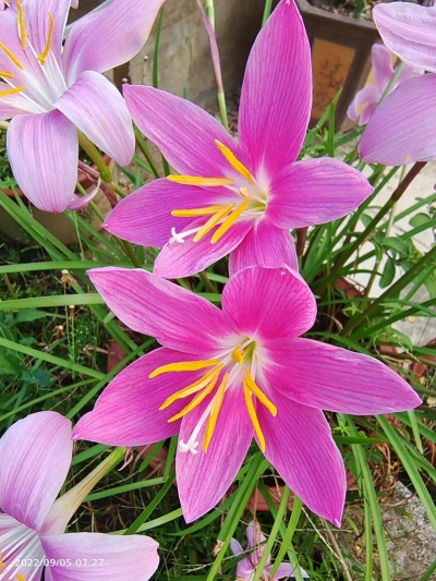 罗明谢小梅：长征路上的“苏维埃夫妇”