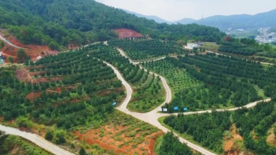 梅县区：守护“蓝天碧水净土” 实现生态、经济效益共赢