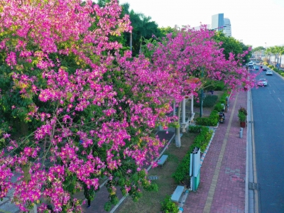 梅江区街头异木棉惊艳绽放，击中你的少女心！