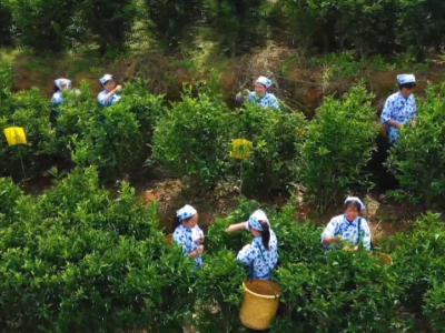 五华县棉洋镇新光村：强基础 拓渠道 优品牌 全力打造茶叶产业社区