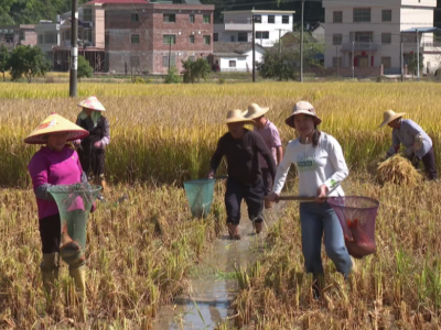 “一田双收”致富有方！平远县逾2000亩稻花鱼喜获丰收
