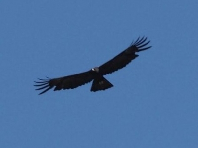 中型猛禽现身蕉岭长潭保护区！系该保护区首次发现→