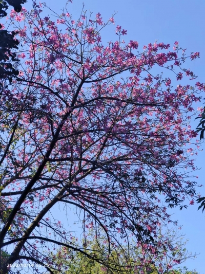 苏轼“点赞”兴宁地黄和老酒