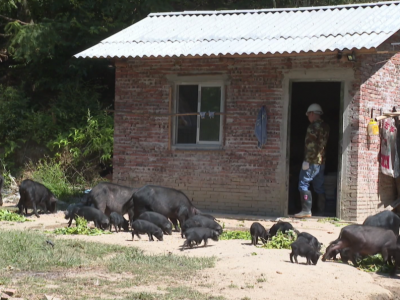 生态养殖藏香猪 “拱出”致富路