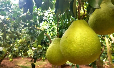 柚来了！梅州金柚将于11月初上市