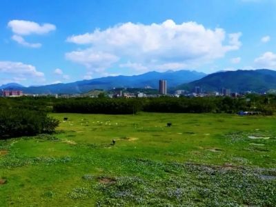 山环水绕生态美！白鹭来到丰顺“做客”啦~