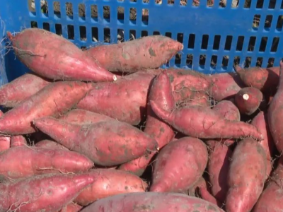 “粉红”亮相！五华县龙村镇水南村的红薯开挖啦~