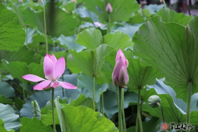 梅江区龙坪小学刘玉晖丨出淤泥而不染 