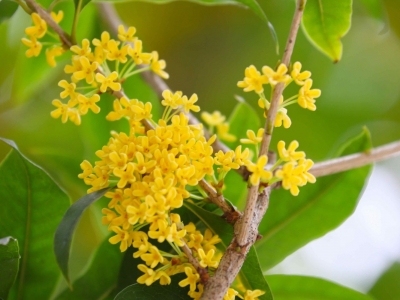 金秋十月，蕉岭满城尽是桂花香！