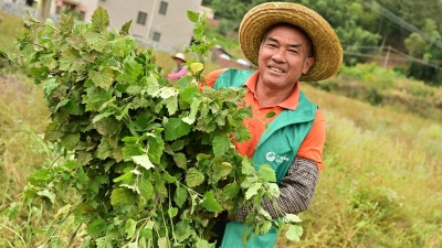 广藿香飘香 致富梦圆梦！平远县2000亩南药广藿香首获丰收