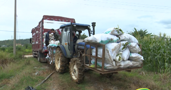 爱心接力棒再传递！梅州雅利农业捐赠2万斤玉米支援丰顺抗疫
