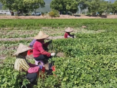 “金豆子”迎来丰收季！平远东石秋花生陆续采收…