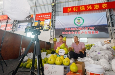 销往全国各地！柚农化身“主播”为梅县金柚带货