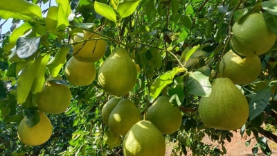 “2022年梅县区十佳金柚园”评比结果出炉！来看看花落谁家→