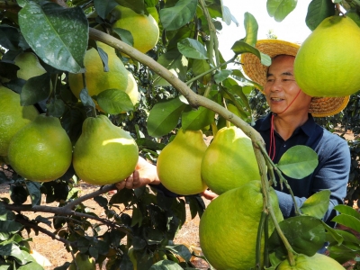 梅州市农林科学院果树所倡议：延时采摘金柚，雨过天晴至少一周后采摘为宜！