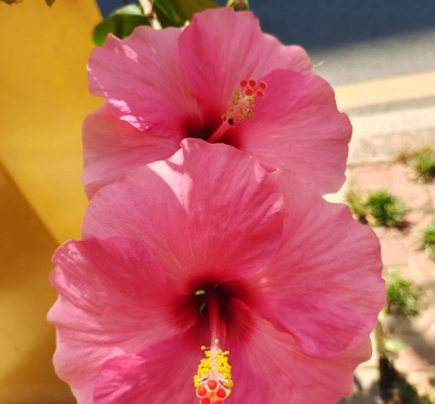 廖斯媛｜与娃们斗智斗勇