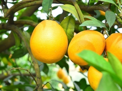 抓住有利天气及时采摘脐橙！平远脐橙采摘气象服务提醒…