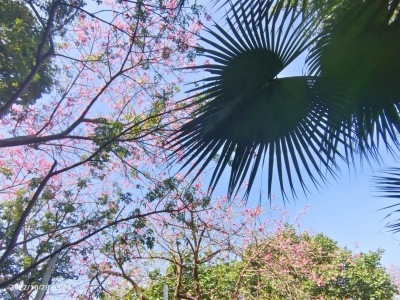 □丘桂贤｜【俗语正解（三）】“脚踏黄塘问黄塘”是明知故问吗？