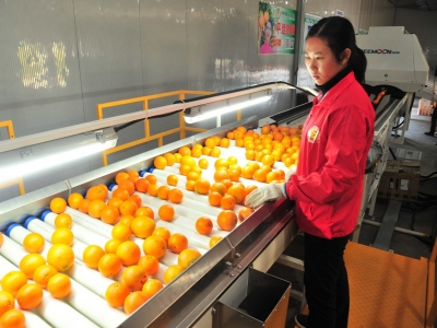 做强精深加工 健全产业链条！梅州飞龙果业着力推进脐橙产业三产融合全力打造十亿产业