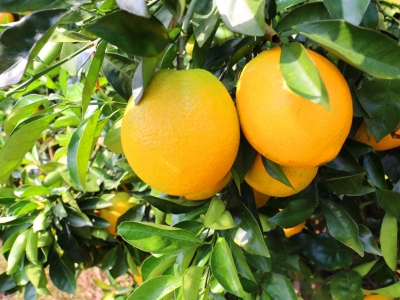 22日前天气利于脐橙采摘！梅州市生态与农业气象中心提醒→