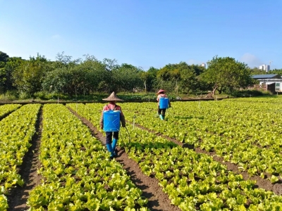 寒潮来袭！梅县区农户“未雨绸缪”做好农作物防寒保暖工作