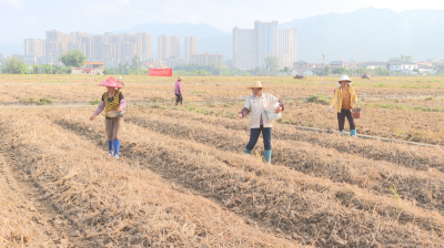 蕉岭：田间冬种忙 播种新希望