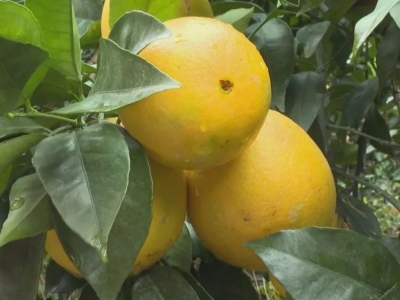 平远：农技人员下沉一线 指导橙农保果保质