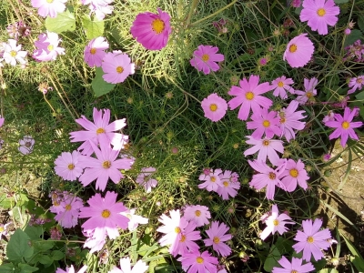 钟湫｜爱在传递