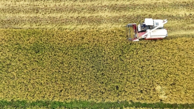 记者走基层丨治“荒”有方，粮食满仓！蕉岭县长潭镇新泉村撂荒耕地整治工作取得阶段性成效