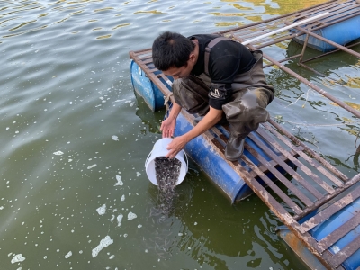 10万尾！梅江区首次大规模引进加州鲈鱼品种