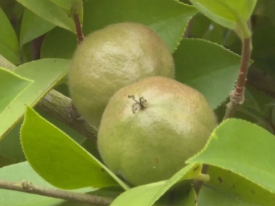 赞！梅县区1基地入选广东省首批林业特色产业发展基地 