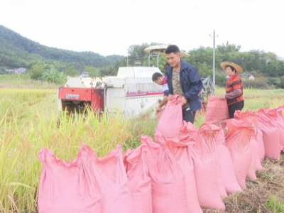 梅县区：机械化作业为晚稻收割提供“加速度”！