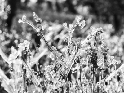 今冬最强寒潮来袭！市气象局提醒：提前做好农事防寒保暖工作