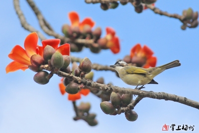梅县区畲江镇中心小学梁梦菲丨我爱春天