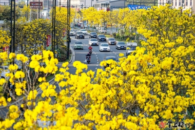 华斯顿外国语小学魏皓阳丨秋天的脚步  