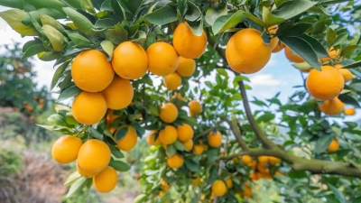 “橙乡”又飘橙香！平远县第十八届脐橙文化旅游节定于18日举行