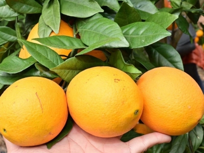 趁天晴，好摘橙！梅州市生态与农业气象中心向橙农发出建议