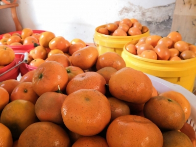 梅州市气象局提醒： 防范强冷空气对农业生产的不利影响