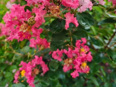 廖斯媛｜因为热爱，所以坚持