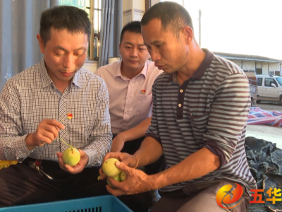 爱心助农传佳话！五华县安流镇双福村9000斤百香果销售一空