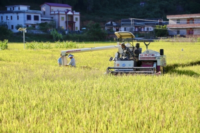 晚稻迎丰收 田间作业忙！梅江区扎实推进现代化农业高质高效发展