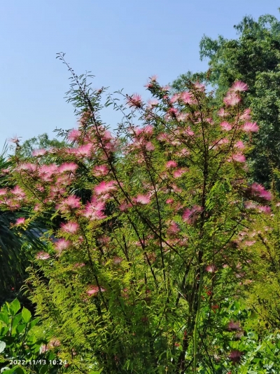 话说镇平 | 桃溪春色逐人来 