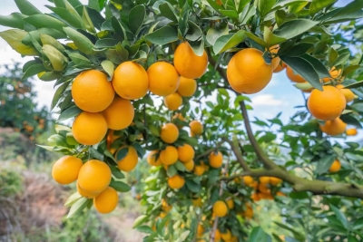 注入强大动力！金融“活水”浇出平远脐橙“致富果”