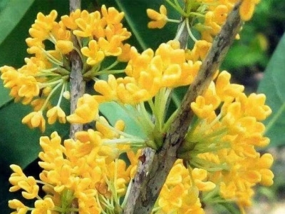 刘思明｜我家门前的桂花开了