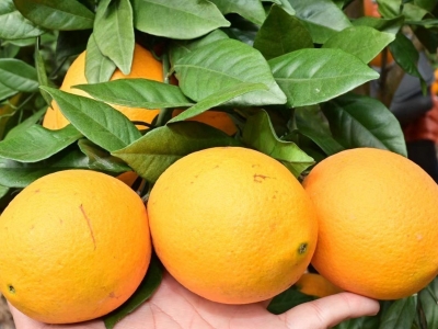 “橙”熟咯！平远脐橙大规模采摘在即