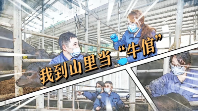 “党旗在乡村振兴一线高高飘扬”主题短视频丨我到山里当“牛倌”