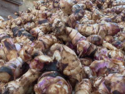 变身“聚宝盆”！蕉芋让平远梅畲村的边边角角大有“钱途”